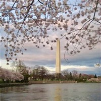 Spring in DC by Lenzner Tours